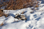 Load image into Gallery viewer, Wall Hanging: &#39;Cattle Skull&#39;
