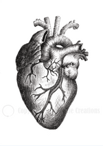Load image into Gallery viewer, B/W Anatomical Heart Card
